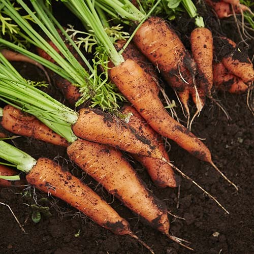 제주 구좌 흙당근 (박스무게포함)