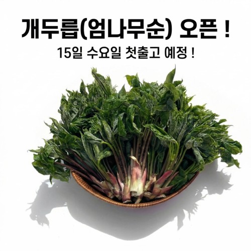 개두릅(엄나무순) 15일 첫출고 !
