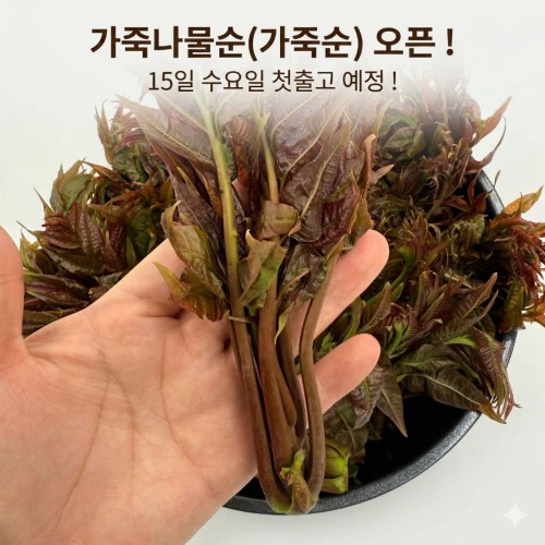 가죽나물순(가죽순) 15일 첫출고 !
