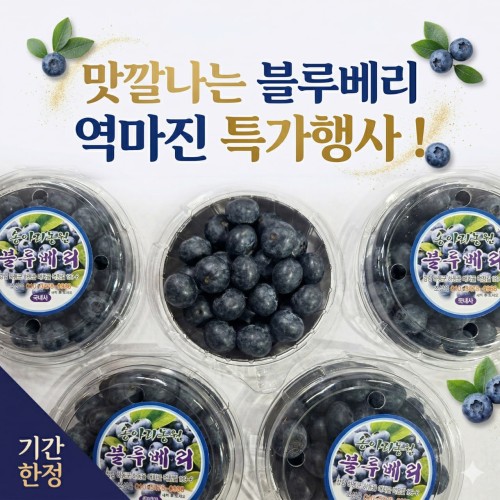 블루베리 노마진 특가 (14mm~16mm 중~대과사이즈)
