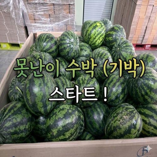 못난이수박 시즌시작!