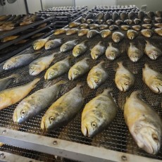 반건조 부세조기 (마리당 24~28cm내외 280g내외)