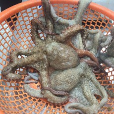 통영 활 돌문어