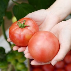 햇 완숙 찰토마토
