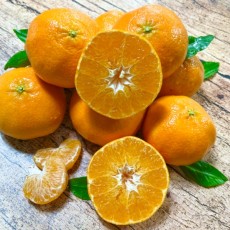 가정용 하우스 레드향