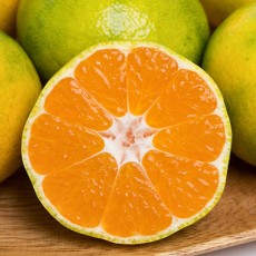 제주 프리미엄 타이벡 감귤