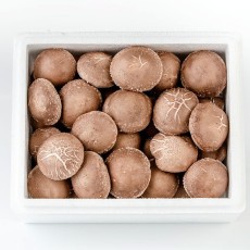 괴산 유기농 생표고버섯