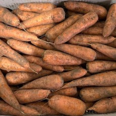 제주 구좌 흙당근