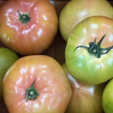 대저 완숙 토마토