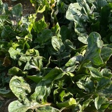 남해 보물초 시금치 [익일접수]