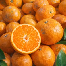 수라향 가정용 랜덤과