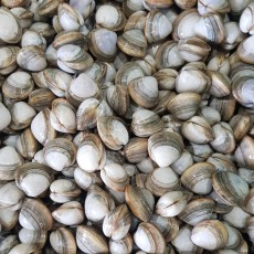 동죽 (물총조개)