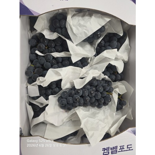 캠벨포도