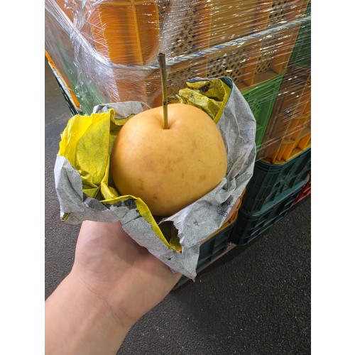 가정용 햇 배