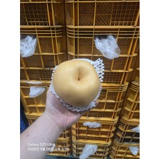 특품 햇 배