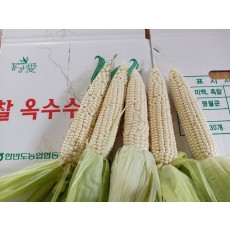 미백 찰 옥수수
