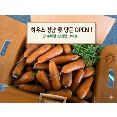 경남 하우스 햇 당근
