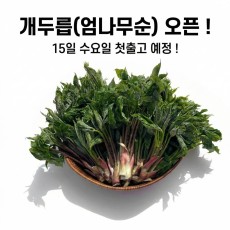 개두릅(엄나무순)