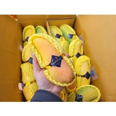 마하차녹 무지개망고 시즌오픈 특가