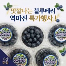 블루베리 노마진 특가 (14mm~16mm 중~대과사이즈)