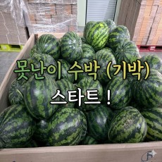 못난이수박 시즌시작!