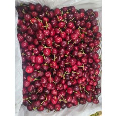 첫출시 미국산 생체리